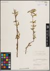 Foto von Salix excelsa S. G. Gmel.